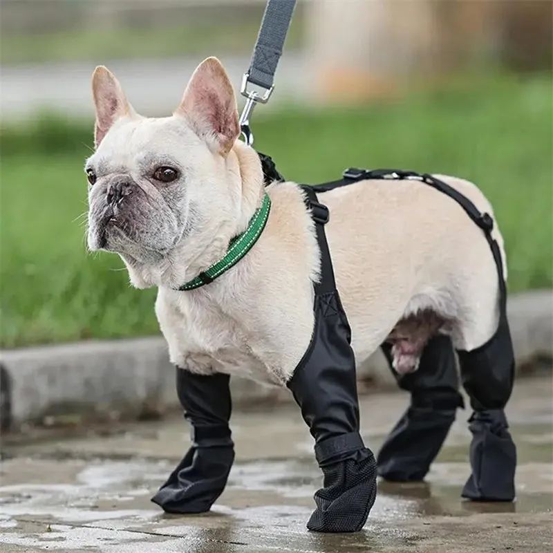 Keep Those Paws Dry and Protected in Style!